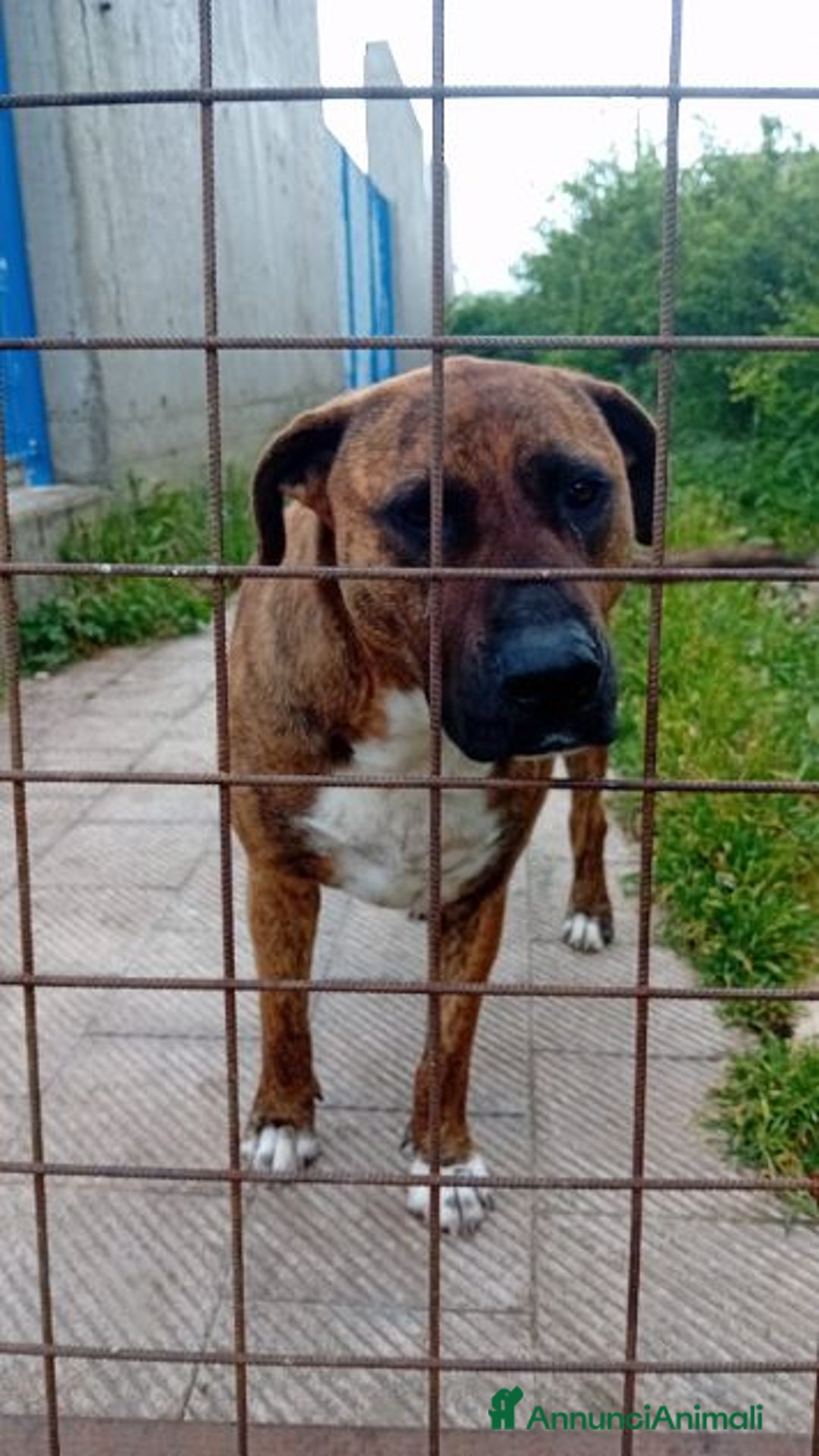 Altre razze cani in regalo: MORGANA 5anni buona con le persone! tg grande - Annuncio 4