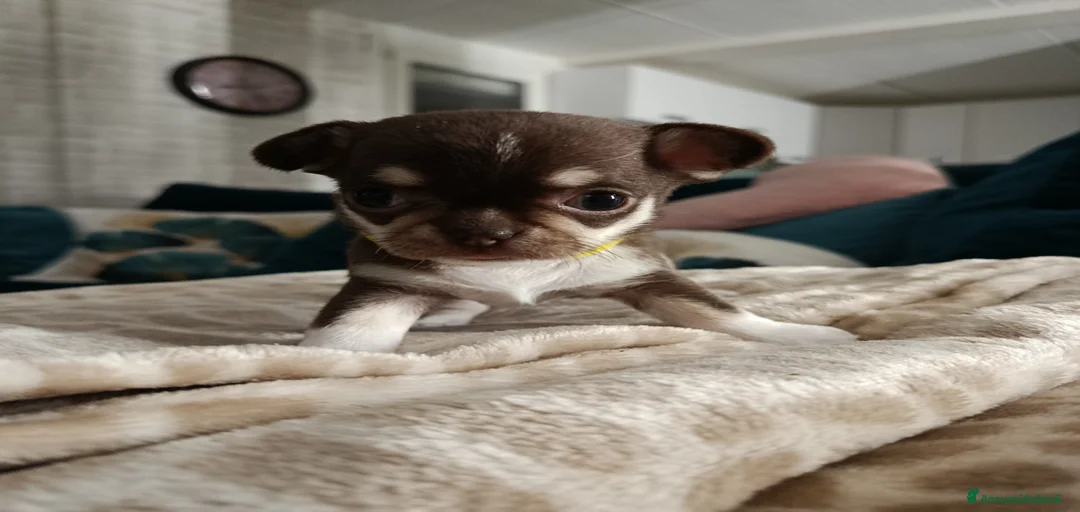 Immagine della galleria {{count}}