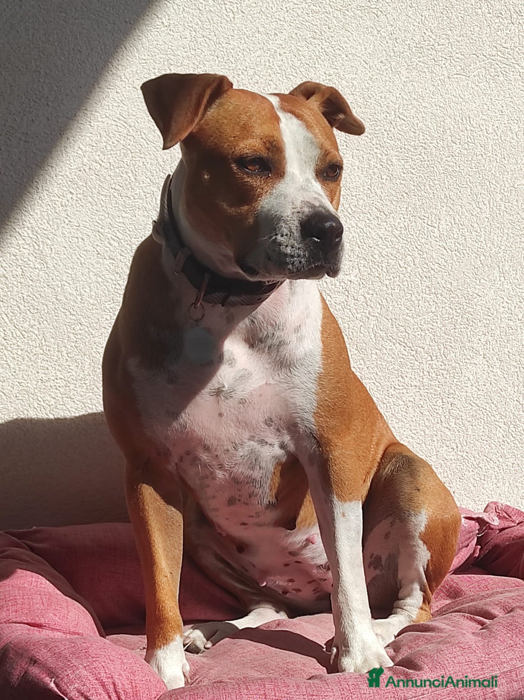 American Staffordshire cani in regalo: Cane in adozione - Annuncio 11