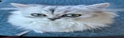 Persiano gatti in vendita: Persiano chinchilla  - Annuncio 9