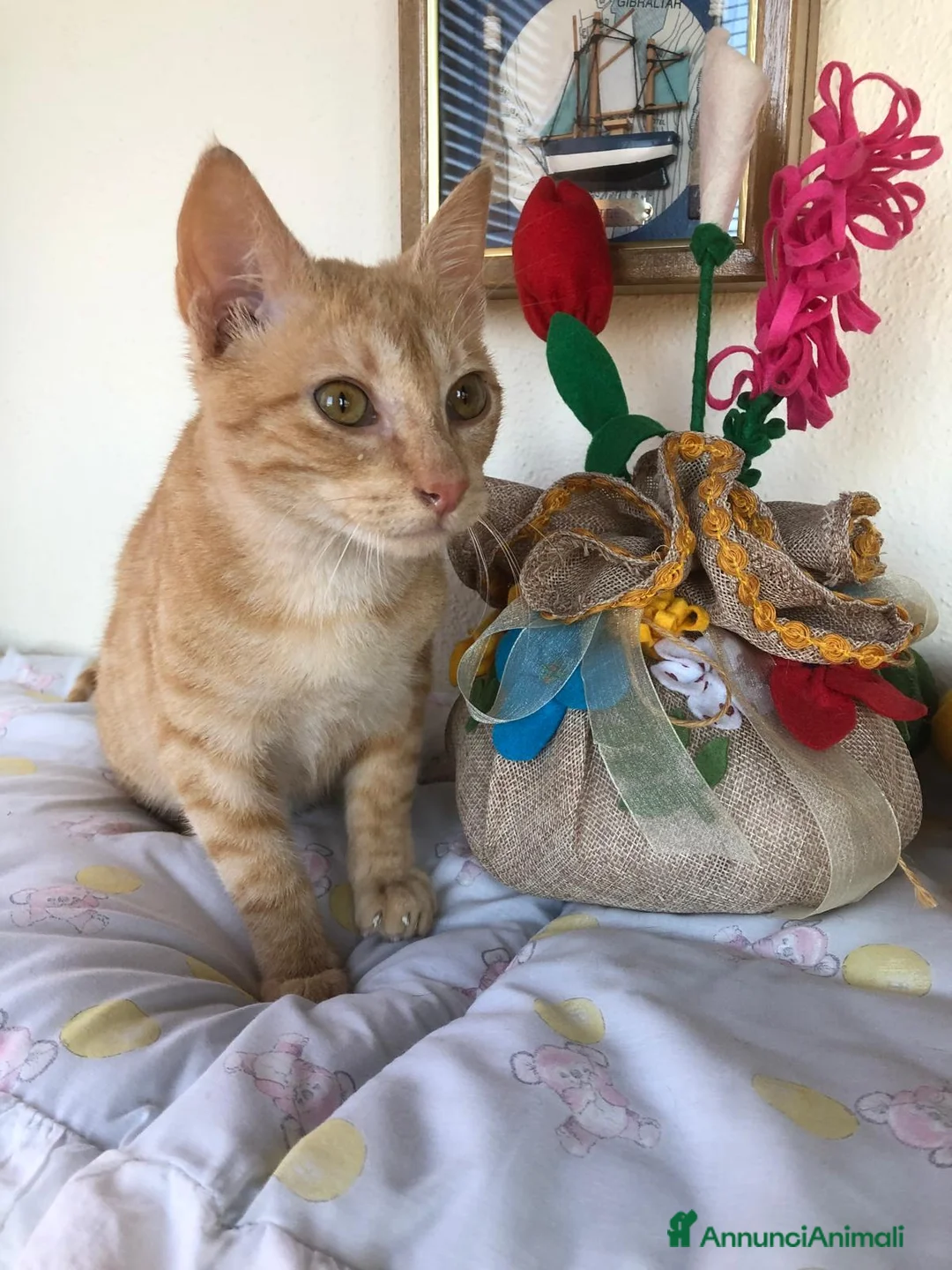 Meticcio gatti in regalo: GATTINO COCCOLONE - Annuncio 17