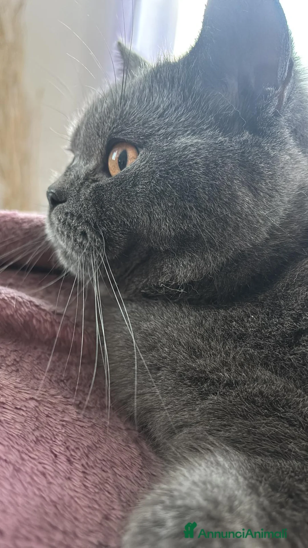 Scottish gatti in vendita: Cuccioli di gatto scottish/british a Provincia di Sondrio - Annuncio 8