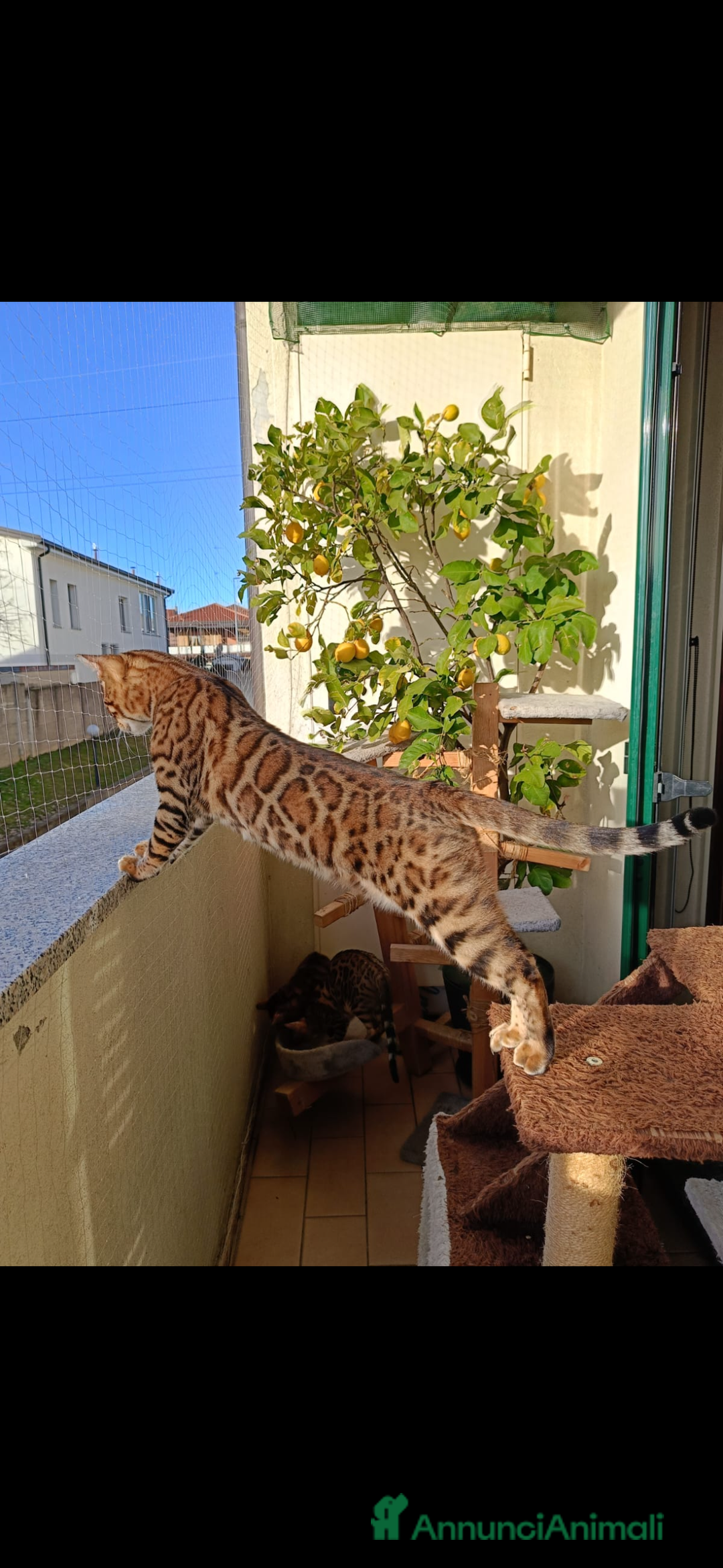 Bengala gatti in vendita: Cuccioli bengala - Annuncio 8