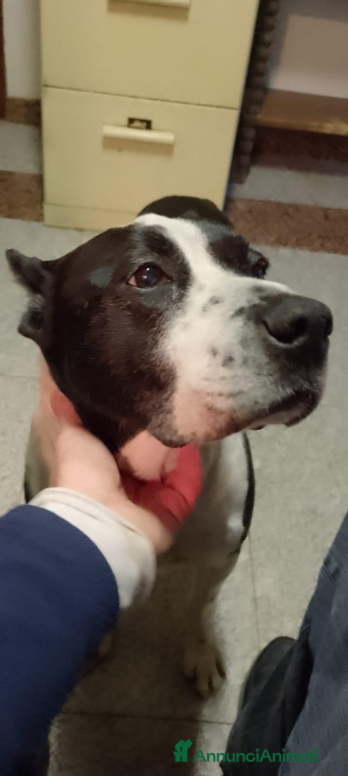 Pitbull cani Ricky il cagnolone che riempie di baci  - Annuncio 2