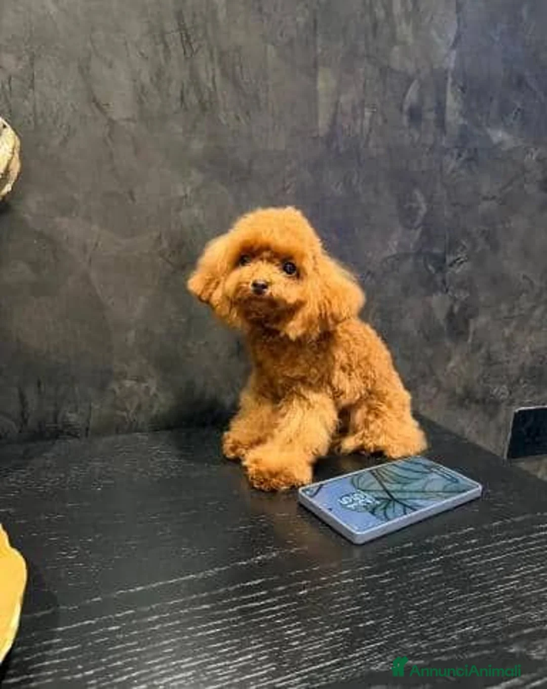 Barboncino Toy cani in vendita: Cuccioli di Barboncino Toy Teddy - Annuncio 14