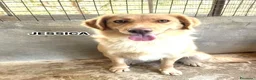 Meticcio cani in regalo: 5 cuccioli da salvare  - Annuncio 4