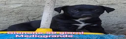 Meticcio cani in regalo: TANTI CUCCIOLI SOLI  a Provincia di Vicenza - Annuncio 6