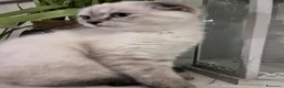 Scottish gatti in vendita:  Scottish silver / Lynx Point - Annuncio 4