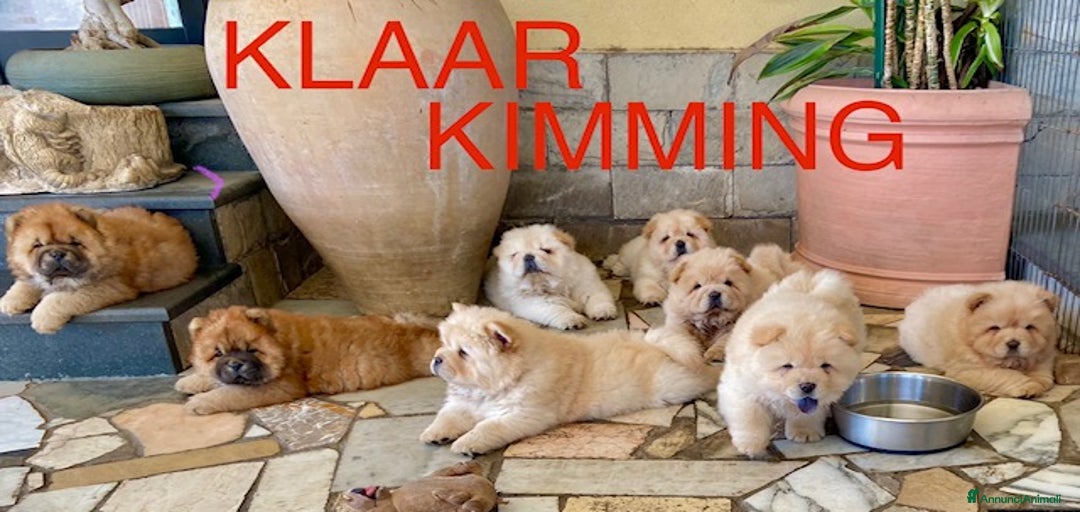 Immagine della galleria {{count}}