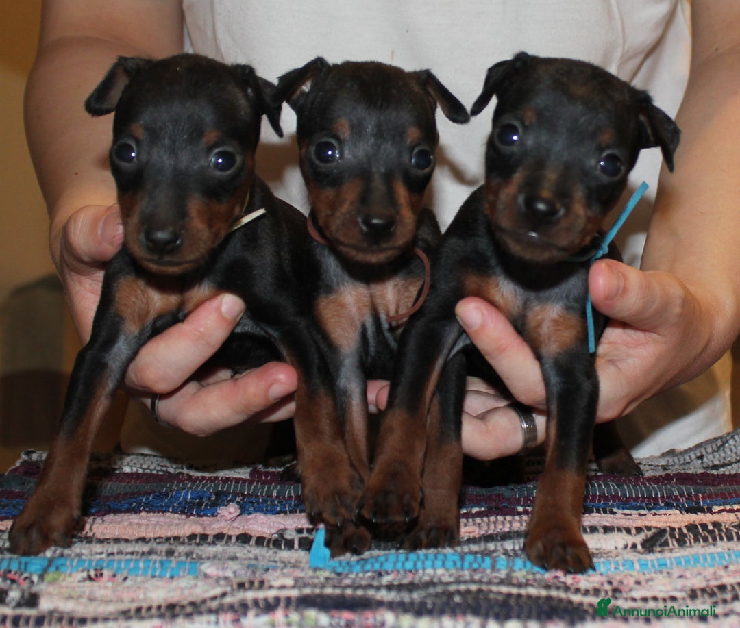 Immagine della galleria {{count}}