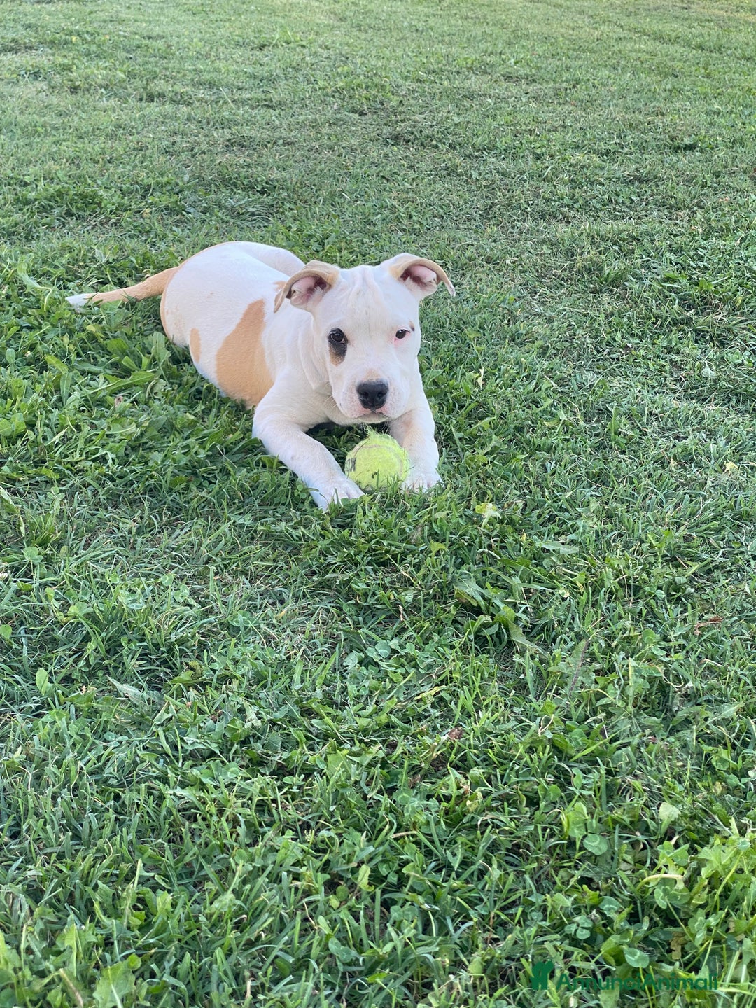 American Staffordshire cani in vendita: American Staffordshire Terrier  - Annuncio 8