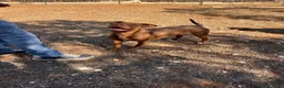 Pitbull cani in regalo: Shakira dolcissima pitbull - Annuncio 9