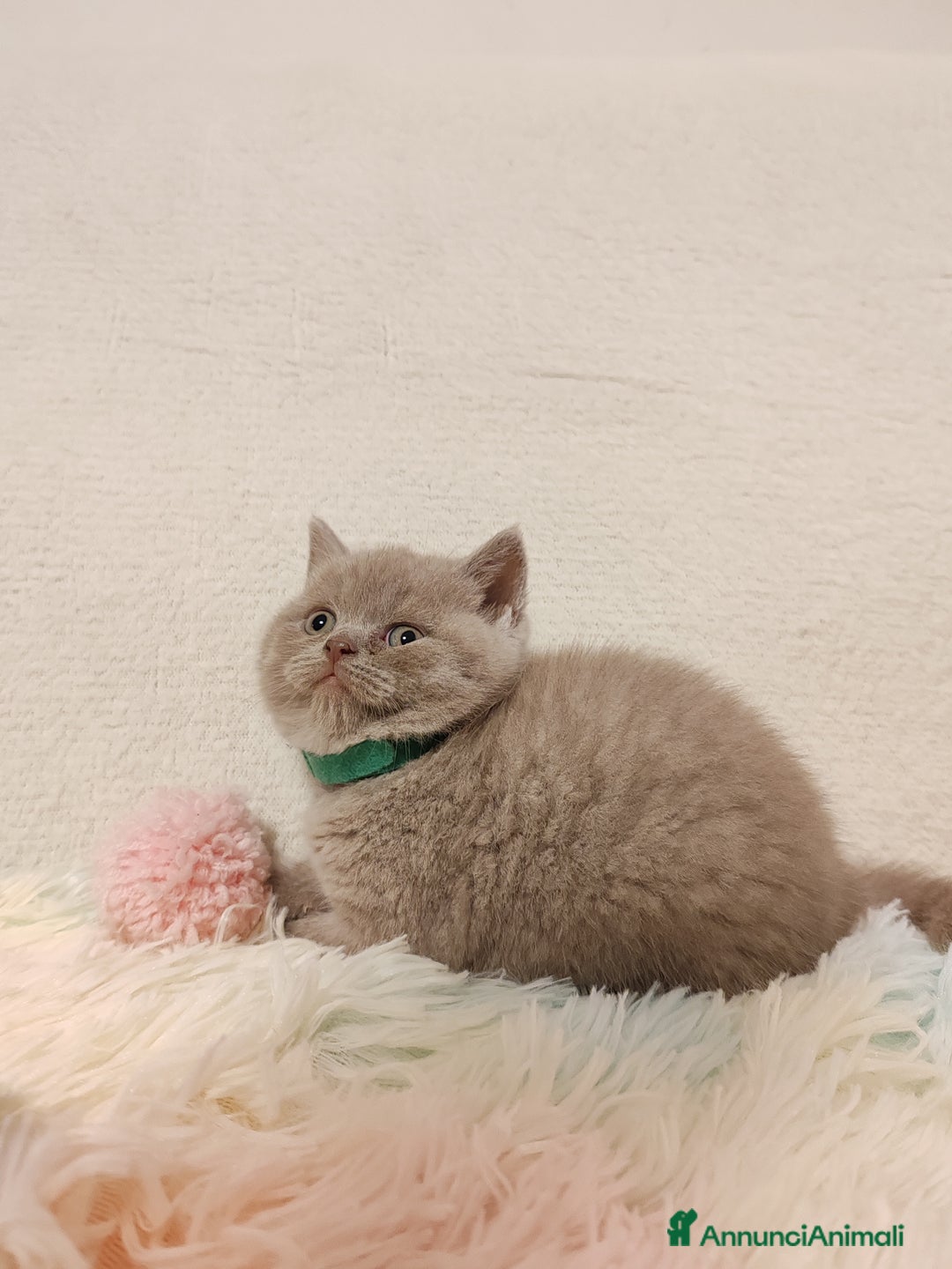 Scottish gatti in vendita: British S. straight femmina - Annuncio 8