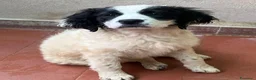 Meticcio cani in regalo: Lisa dolcissima cucciola simil setterina a Città metropolitana di Milano - Annuncio 2