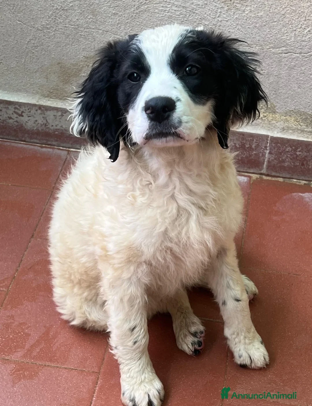 Meticcio cani in regalo: Lisa dolcissima cucciola simil setterina a Città metropolitana di Milano - Annuncio 2
