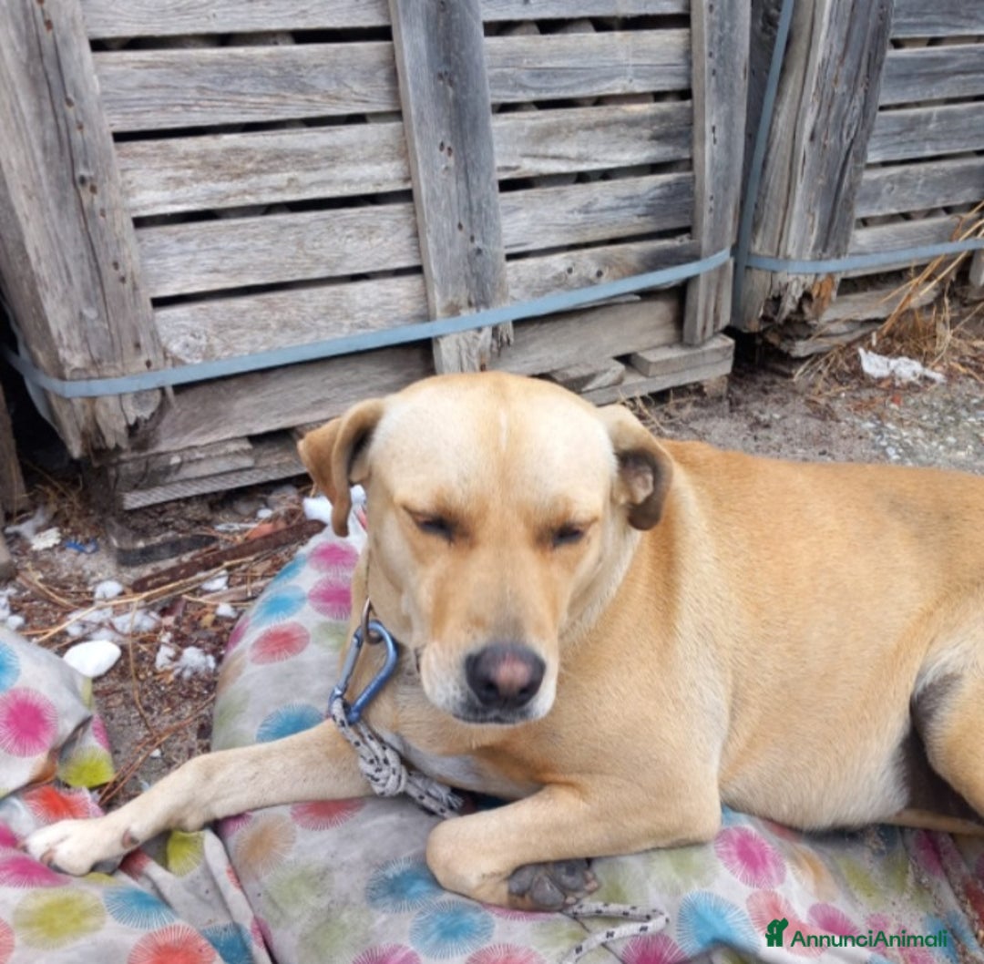 Meticcio cani in regalo: Leila 3anni sui 20kg a catena,NN LA VOGLIONO +!SUD - Annuncio 1