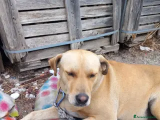 Meticcio cani Leila 3anni sui 20kg a catena,NN LA VOGLIONO +!SUD - Annuncio 31