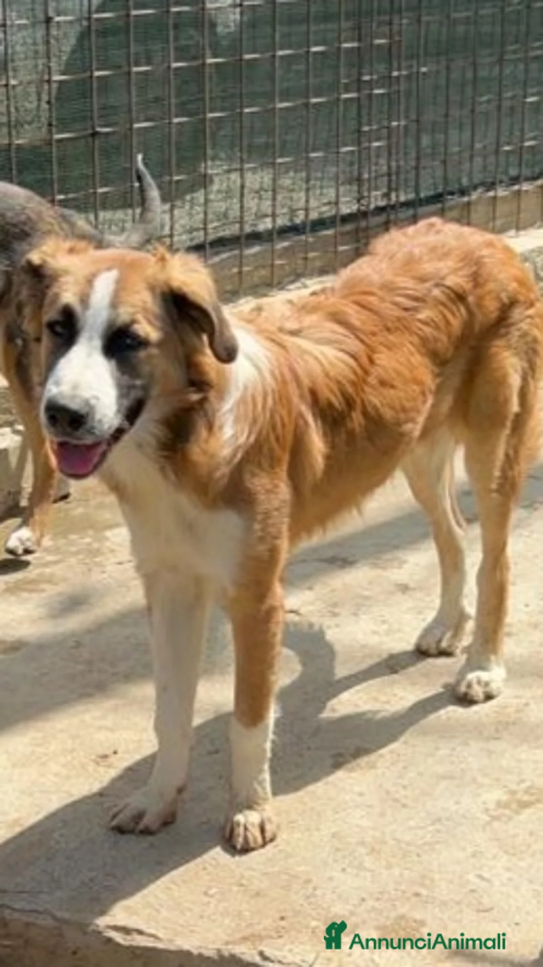 Meticcio cani in regalo: Tobia quasi 2anni BELLO,BUONO,INVISIBILE! SICILIA a Città metropolitana di Milano - Annuncio 2