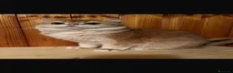 British gatti in vendita: British maschio golden  - Annuncio 2