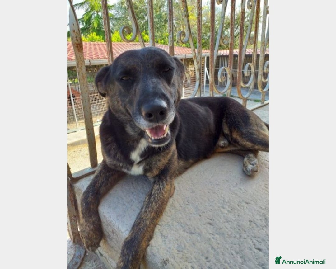 Meticcio cani in regalo: Elvis 3/4anni tg media tranquillo,dolce PUGLIA a Milano - Annuncio 1