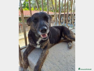 Meticcio cani Elvis 3/4anni tg media tranquillo,dolce PUGLIA a Milano - Annuncio 41