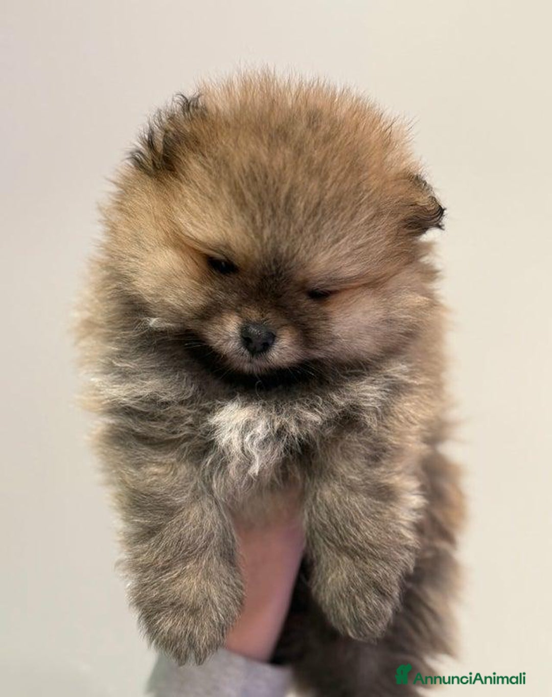 Volpino Pomerania cani in vendita: Bellissimi cuccioli di Pomerania di razza pura  - Annuncio 14