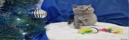 Scottish gatti in vendita: Scottish fold e straight  - Annuncio 3