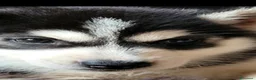 Husky cani in vendita: SIBERIAN HUSKY CUCCIOLATA CON PEDIGREE  - Annuncio 9