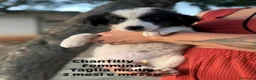 Meticcio cani in regalo: Cuccioli in cerca di casa a Provincia di Modena - Annuncio 3