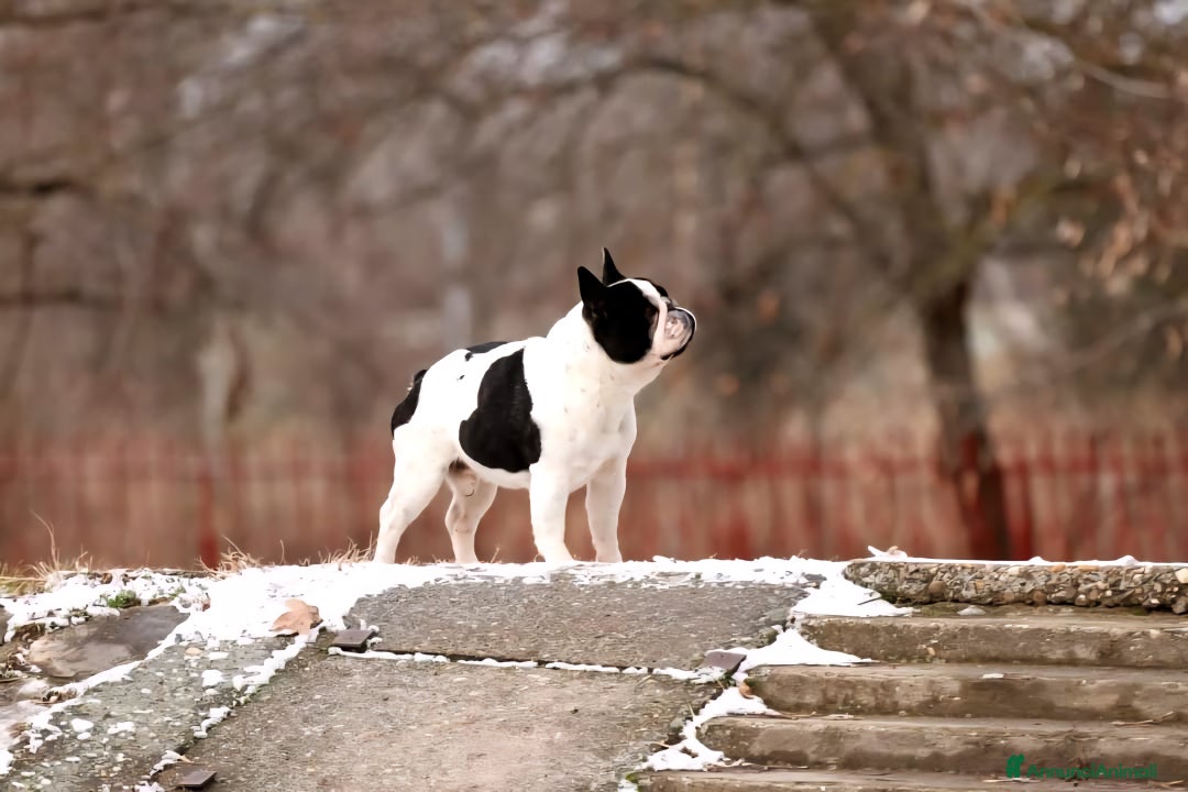 Bulldog Francese cani in vendita: Cucciola di bulldog francese - Annuncio 4