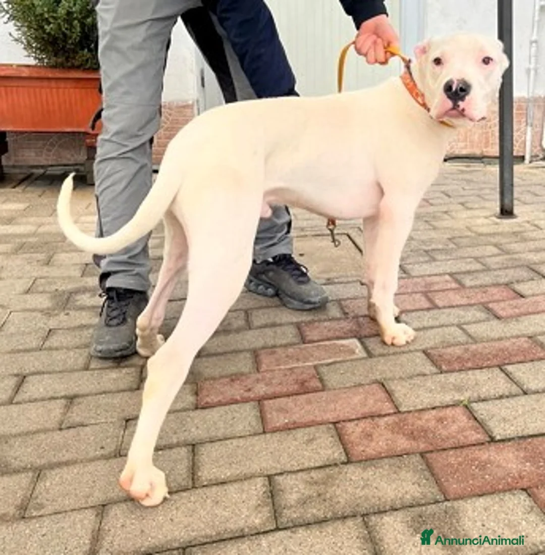 Dogo Argentino cani in regalo: LOGAN DOGO ARGENTINO - Annuncio 2