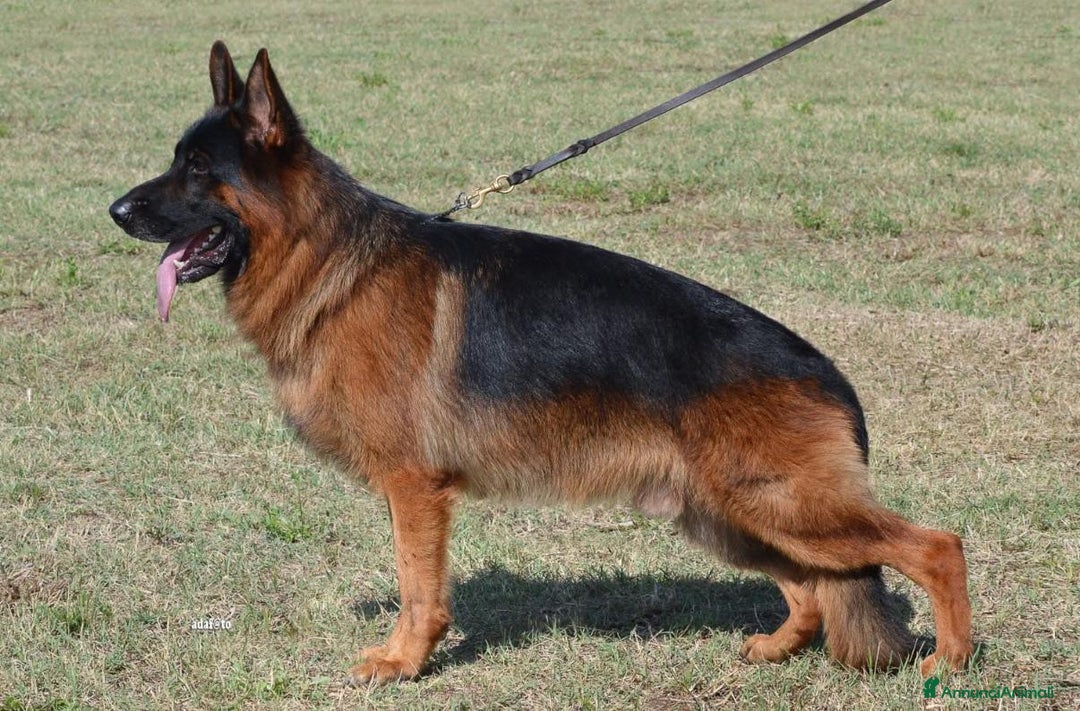 Pastore Tedesco cani in vendita: Cuccioli pastore tedesco pedigree enci  - Annuncio 4