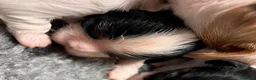 Cavalier King cani in vendita: Cuccioli  altamente selezionati! - Annuncio 6