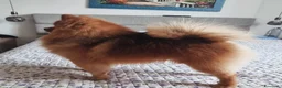 Spitz cani per accoppiamento: Un cavaliere senza titolo ma dall'anima reale a Provincia di Modena - Annuncio 7