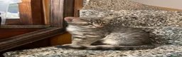 Meticcio gatti in vendita: Gattino grigio  - Annuncio 2