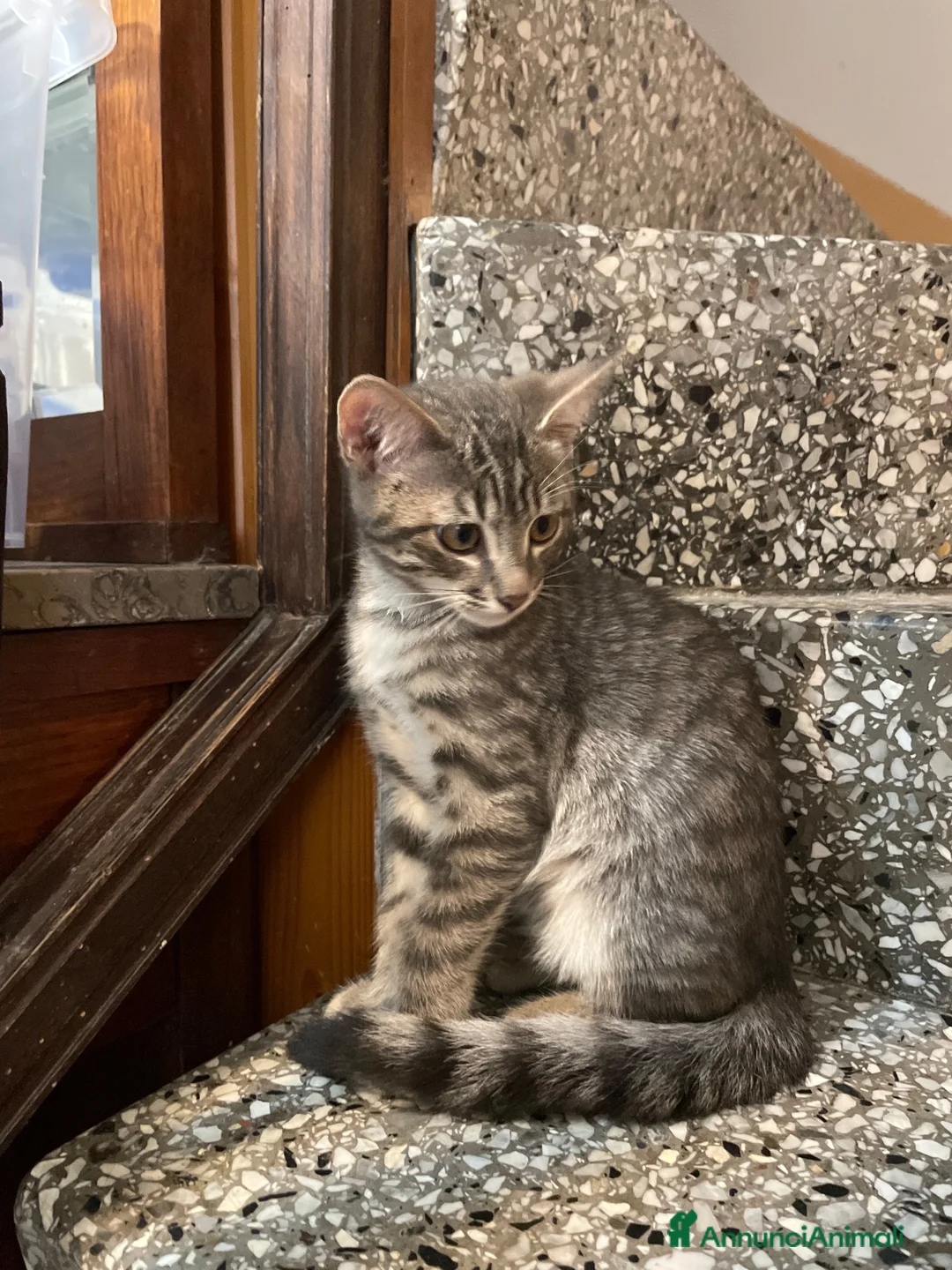 Meticcio gatti in vendita: Gattino grigio  - Annuncio 2