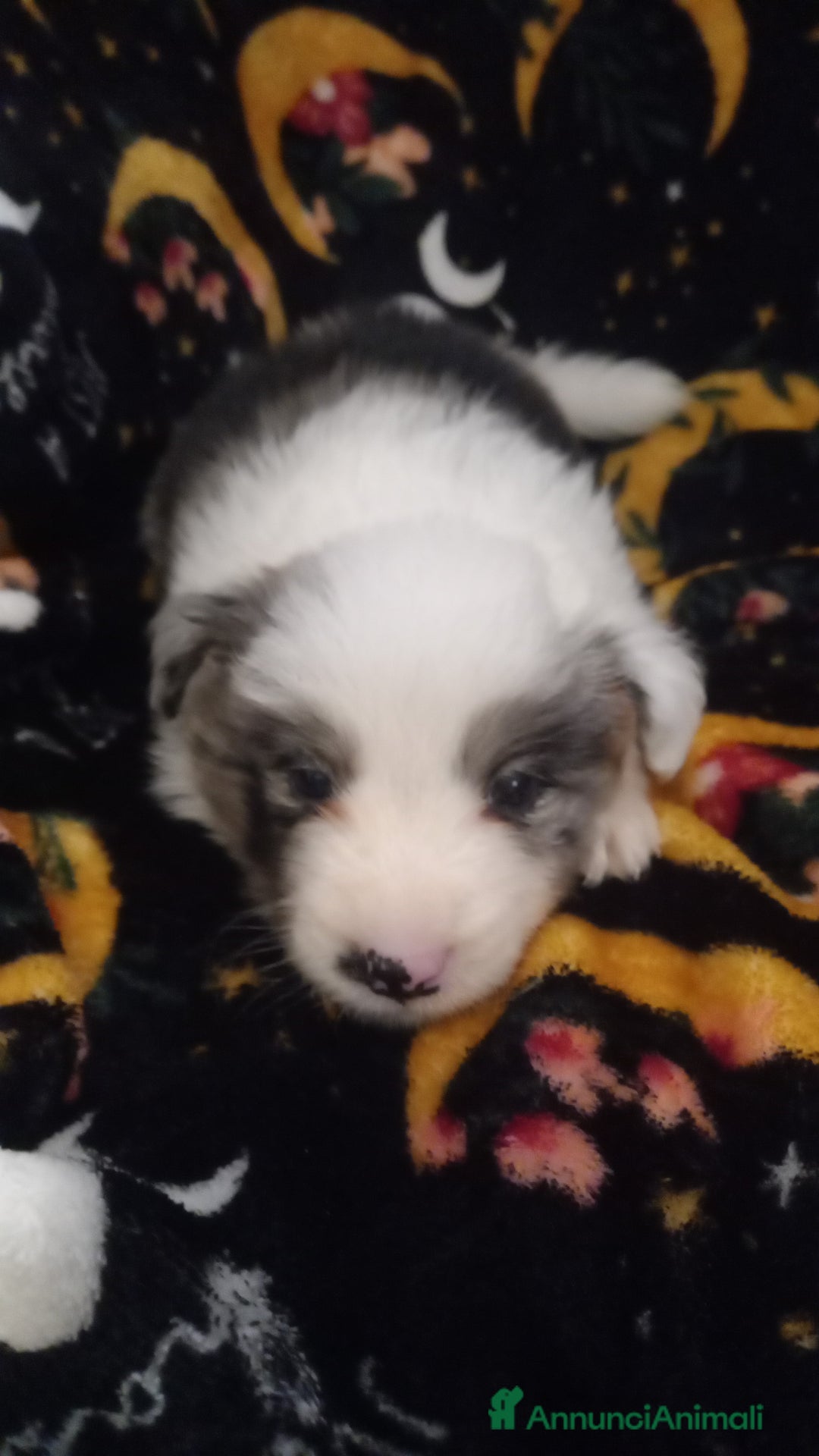 Border Collie cani in vendita: Ultimo maschietto border collie blu merle - Annuncio 4