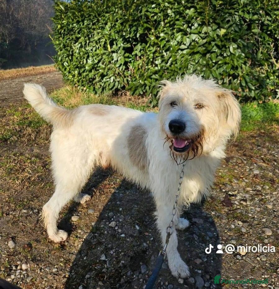 Meticcio cani Simil Spinone 6anni,anni di appelli NOVARA HELP - Annuncio 29