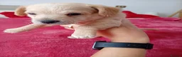 Meticcio cani in vendita: Chipoo  - Annuncio 1