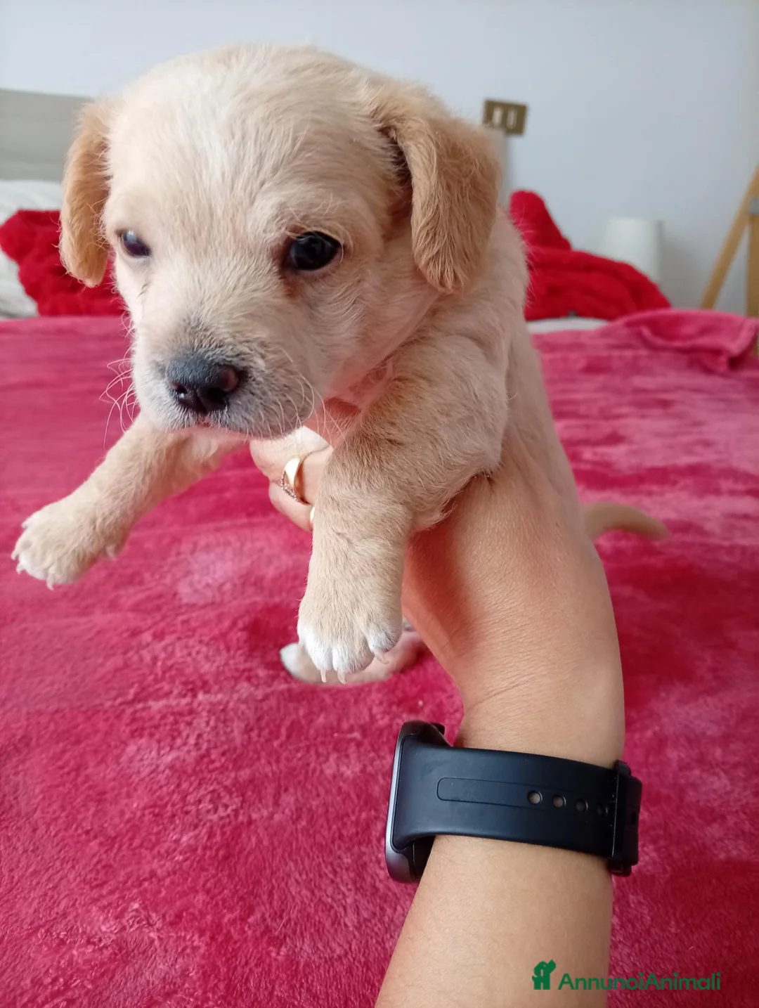 Meticcio cani in vendita: Chipoo  - Annuncio 1