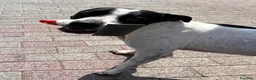 Meticcio cani in regalo: BLACK GENTILCANE - Annuncio 10