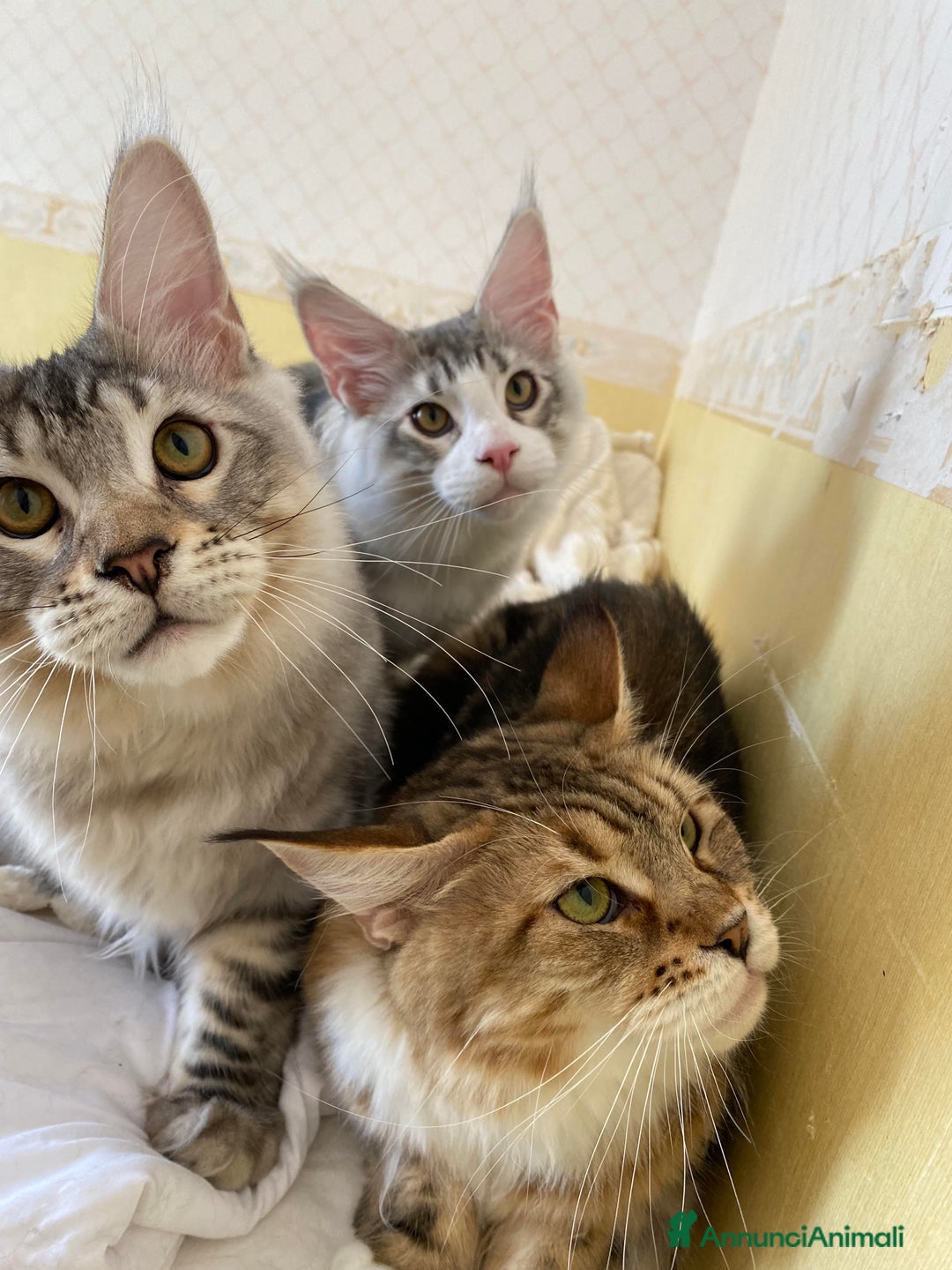 Maine Coon gatti in vendita: Gattino bellissimo da allevamento Mainemarie - Annuncio 8