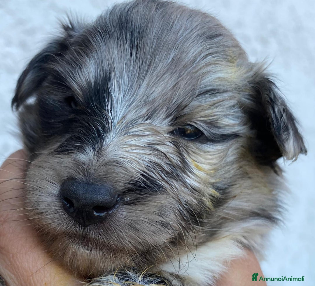 Shetland Sheepdog cani in vendita: Shetland sheepdog litter. J - Annuncio 10