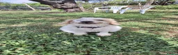 Barboncino cani in regalo: BARBONCINO AGE' - Annuncio 3