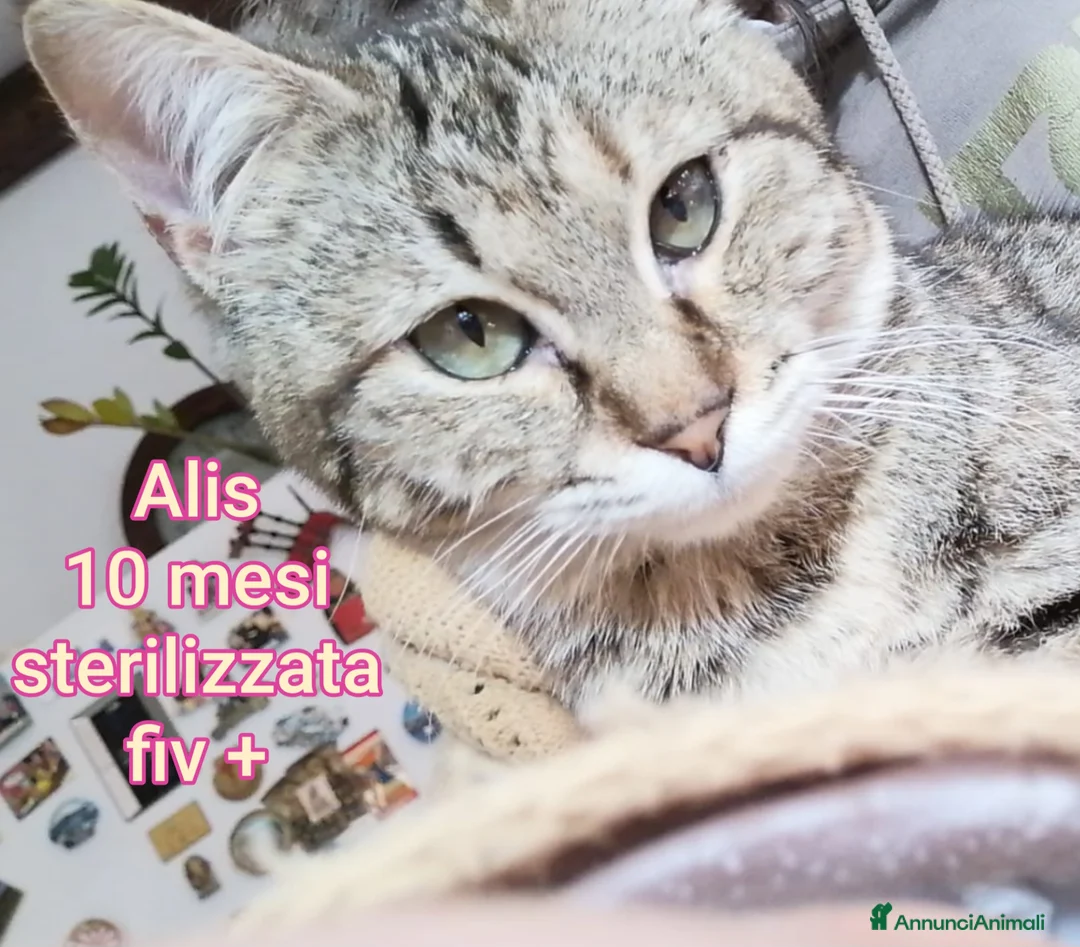 Meticcio gatti in regalo: GATTINI ADORABILI IN CERCA D'AMORE  a Città Metropolitana di Bologna - Annuncio 16