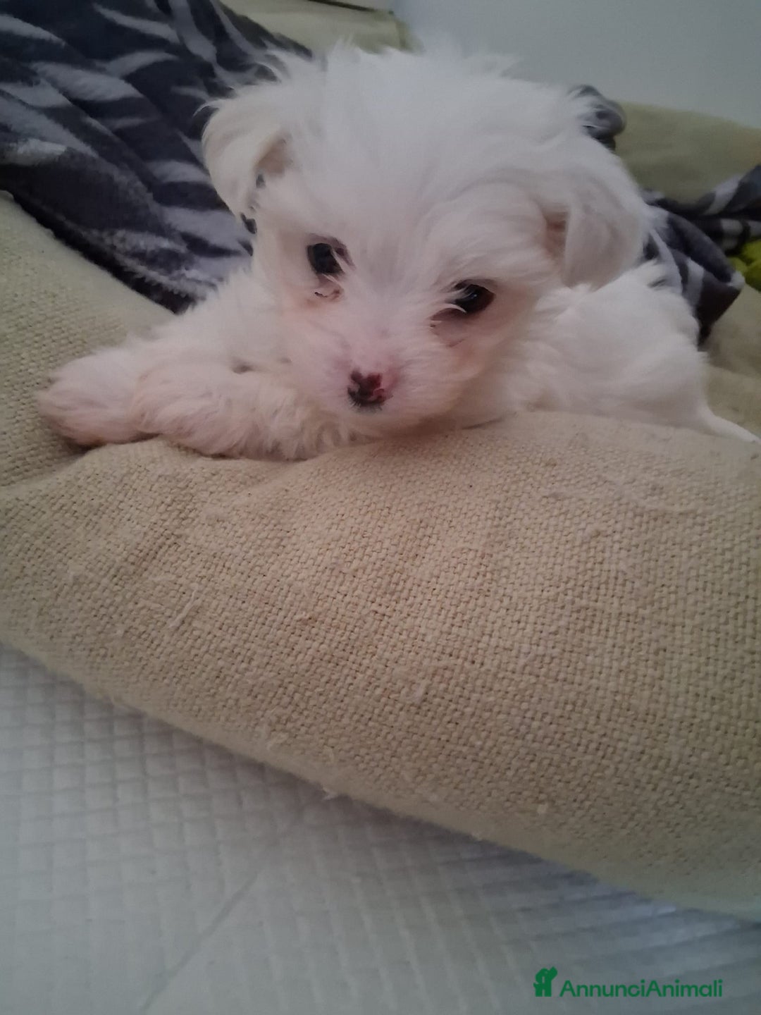 Maltese cani in vendita: Cucciole Maltese  - Annuncio 5