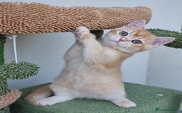 Scottish gatti in vendita: Scottish Straight con Pedigree  - Immagine 10