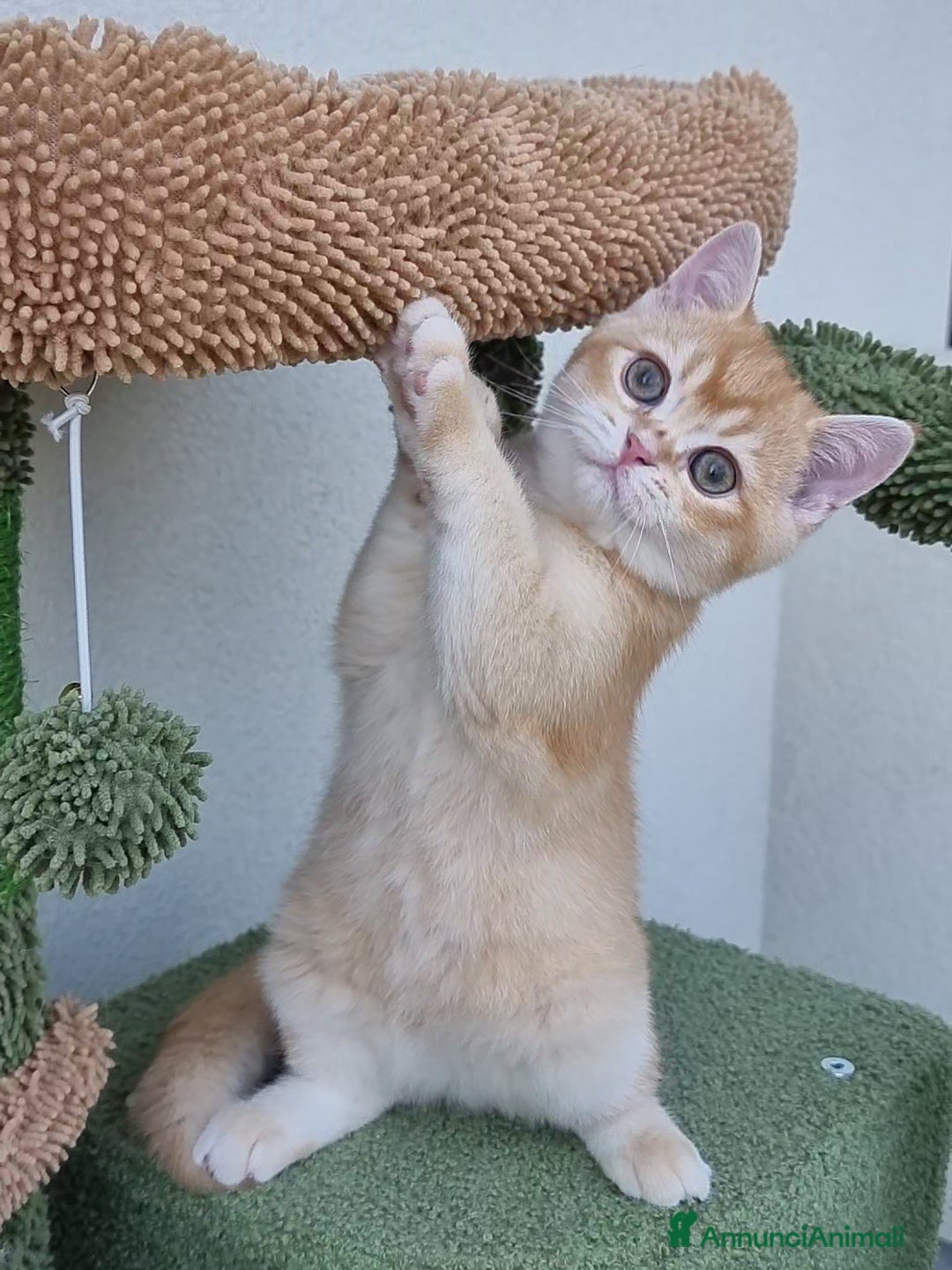 Scottish gatti in vendita: Scottish Straight con Pedigree  - Immagine 10