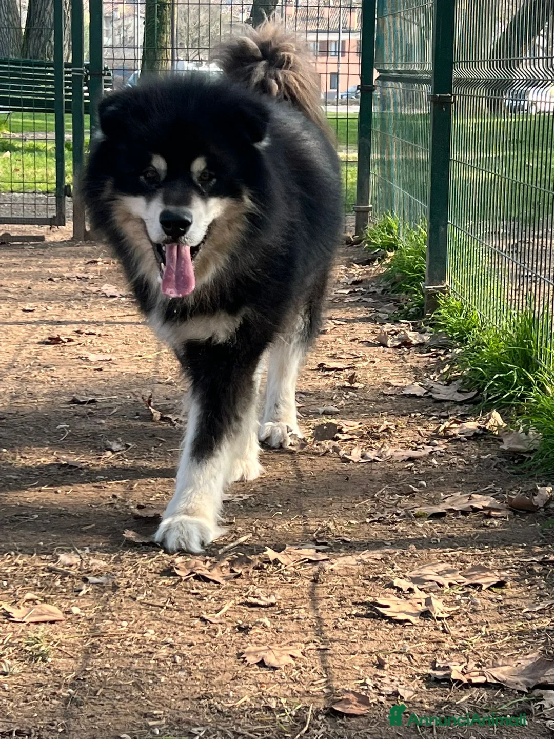 Alaskan Malamute cani in vendita: Cuccioli di Alaskan Malamute Alta genealogia  a Provincia di Mantova - Annuncio 2