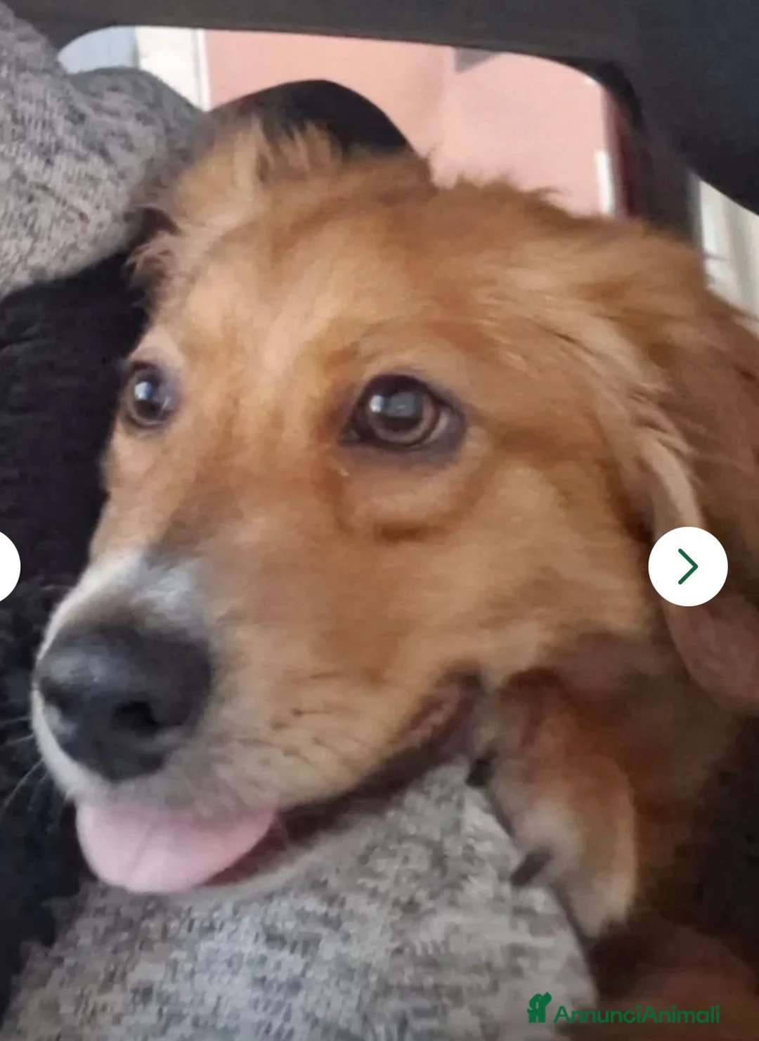 Meticcio cani in regalo: Drupy simil cocker cerca casa - Annuncio 2